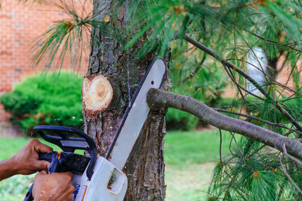 Tree Removal for Businesses in Killian, LA